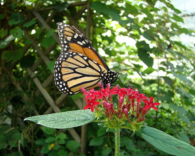 monarch